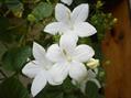Italian bellflower